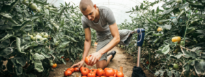 a man with a prosthetic leg picks tomatoes in a large greenhouse