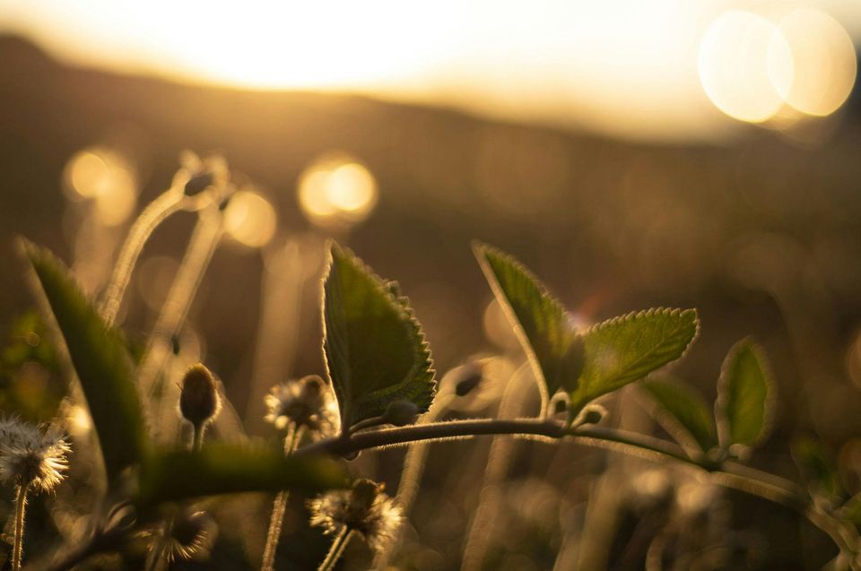 A branch in a field.